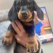 Dachshund puppies 