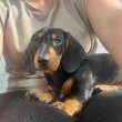 Dachshund puppies 