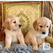 Arany retriever kölykök örökbefogadásra