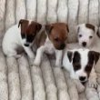 Jack Russel terrier kiskutyák