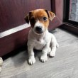 Jack Russel terrier kiskutyák