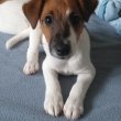 Jack Russel terrier kiskutyák