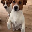Jack Russel terrier kiskutyák