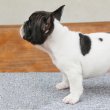 Kedves francia bulldog kölykök