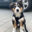 Border Collie kölykök