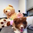 Border Collie kölykök