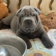 Sharpei kölykök