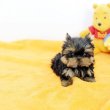 Kedves yorkshire terrier kölykök