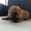 Csau csau Chow Chow 
