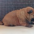 Csau csau Chow Chow 