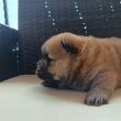 Csau csau Chow Chow 