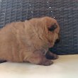 Csau csau Chow Chow 