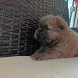 Csau csau Chow Chow 