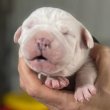 Registered English bulldog puppies 