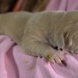 Registered English bulldog puppies 