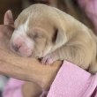 Registered English bulldog puppies 