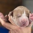 Registered English bulldog puppies 