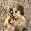 Dachshund puppies for sale to good Homes 