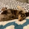 Dachshund puppies for sale to good Homes 
