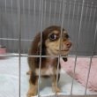 Mini dachshund puppy for sale 