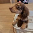 Mini dachshund puppy for sale 