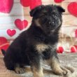 Registered German shepherd puppies 
