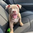 Pitbull puppies for sale 