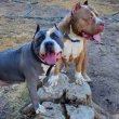 Pitbull puppies for sale 
