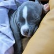 Pitbull puppies for sale 