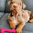 Pitbull puppies for sale 