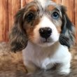 Pure breed registered miniature dachshund 