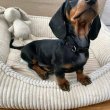 Pure breed registered miniature dachshund 