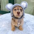 Pure breed registered miniature dachshund 