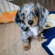 Registered mini dachshund 