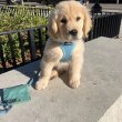 Registered mini dachshund 