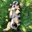 Registered mini dachshund 