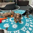 Registered mini dachshund 