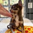 Chihuahua puppies 