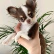 Chihuahua puppies 