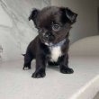 Chihuahua puppies 