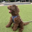 Our breed poodle 