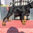  FEKETE DOBERMANN SZUKA