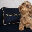 Wired hair mini dachshund puppy 