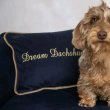 Wired hair mini dachshund puppy 