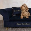 Wired hair mini dachshund puppy 