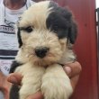Bobtail kiskutya!