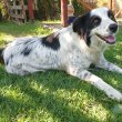 Border Collie (fajtatiszta 6 éves szuka)