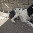 Border Collie (fajtatiszta 6 éves szuka)