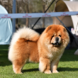 Csau csau Chow Chow 