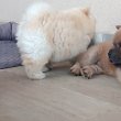 Csau csau Chow Chow 